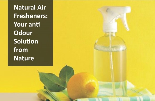 Natural Air Fresheners: Your anti Odour Solution from Nature