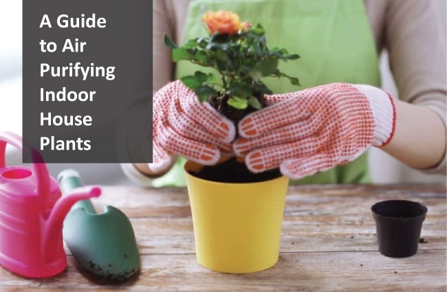 A Guide to Air Purifying Indoor House Plants