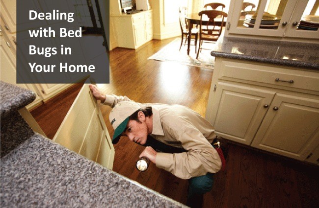 Dealing with Bed Bugs in Your Home