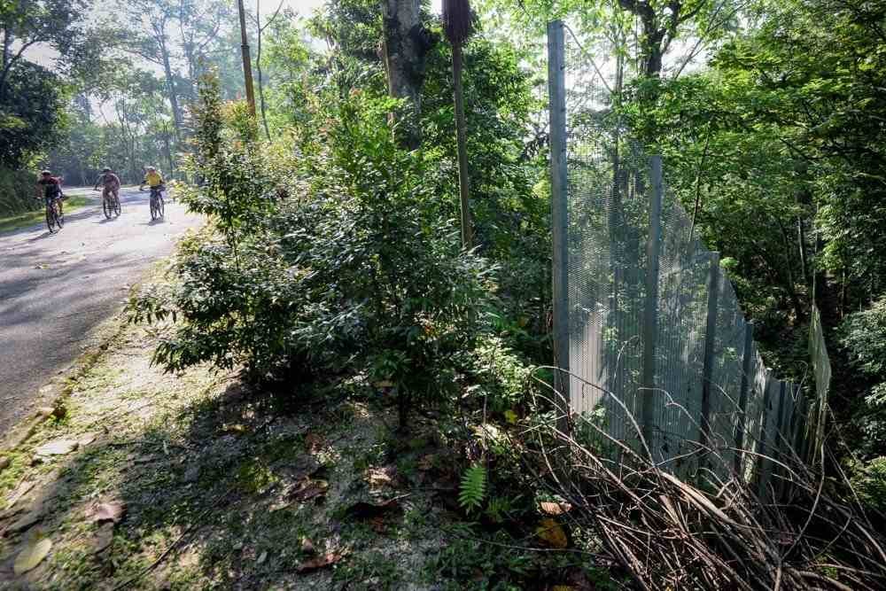 Protect Bukit Kiara from development threats, says group